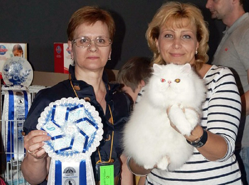 перс выставка кошек
