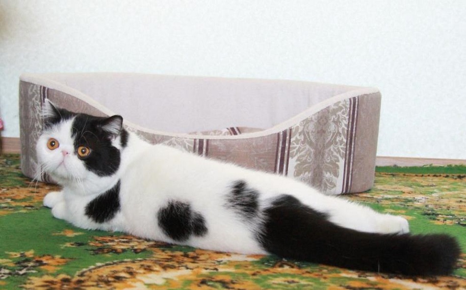 фото персидской кошки