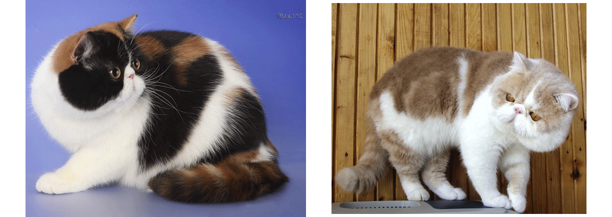 персидские кошки
